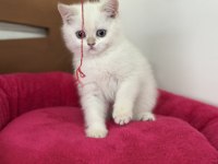 Aşılı karneli british shorthair ve longhair yavrular