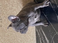 İzmirden blue French bulldog erkek yavru