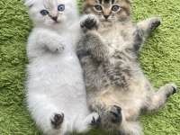Scottish fold british bebeklerim