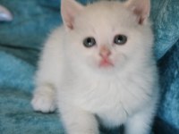 Muhtesem British shorthair ve Scotish fold bebeklerim