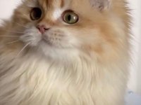 British longhair kızımız ömürlük yuva arıyor