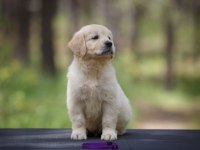 Bebek suratlı golden retriever yavrularım