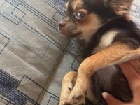 Chihuahua Cinsi Büyümeyen