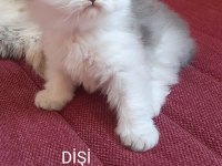Sahibinden british longhair