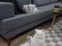 British Shorthair Harika Bebekler