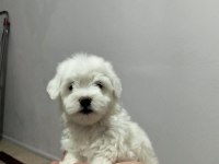 3 pamuk şeker köpeğimiz