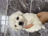 Orjinal bichon frise yavrular