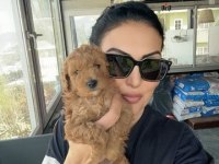 Red Poodle Bebekler