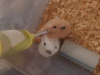 Suriye hamsteri