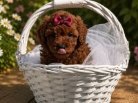 İzmir de TOY POODLE garantili ev üretimi
