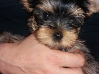 Irk ve sağlık garantili, şecereli yorkshire terrier