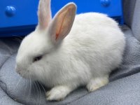 CÜCE NETHERLAND DWARF TAVŞANLAR
