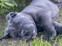 Profesyonel Üretim Çifliğinden Cane Corso Kapıda Ödeme
