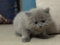 Kendi yavrularımız lilac ve gri renk british shorthair
