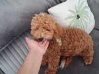 6 aylık erkek poodle