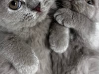 Scottish fold ve British Shorthair yavrular