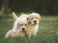 Irk Ve Sağlık Garantili Golden Retriever