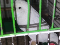 1 tane jumbo 1 tane şov ve 1 tane normal mavi muhabbet kuşu