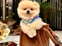 PRENSES POMERANİAN KIZIMIZ MİA