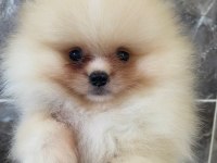 Tea Cup Pomeranian