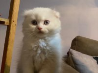 Ultra kalite orijinal scottish fold bebeklerimiz