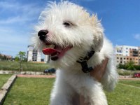 Maltipoo 6 aylık dişi