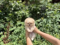 Pomeranian Boo Bebekler