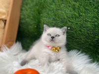 Teslime hazır bebkler
