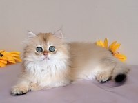 British longhair golden sevimli cana yakın uysal