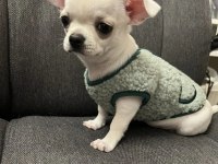 Şivava yavru köpeğimiz