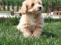 Zeki ve Tüy Dökmeyen Karakteriyle Maltipoo Yavruları