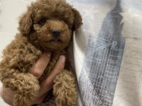 Evimde gözüm gibi baktığım poodle bebeklerim