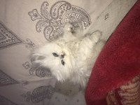 British longhair kedilerimiz 45 günlük