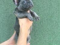 ÜST KALİTE BLUE FRENCH BEBEKLER