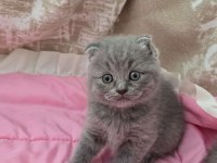 Scottish Fold Gri Yavrular