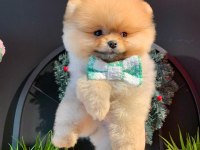 Teddy bear pomeranian yavruları