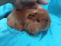 Safkan Ginepig Irklarımızı Görmeden Karar Vermeyin