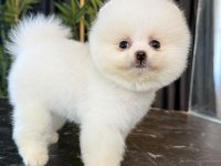 Erkek Teacup Boy Pomeranian Boo
