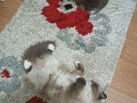 Anne ragdoll