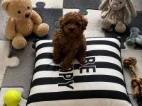 Garantili Toy Poodle Ev Üretimi Orjinal