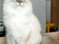 British Longhair ve Scottish Straight Kedilerim
