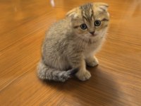 British Shorthair Sağlıklı Yavrular