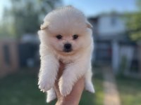Pomeranian Yavrularımız