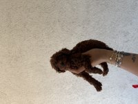En Koyusunu İsteyene Dark Redbrown Erkek Kore Toy Poodle