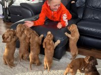Amerikan Cocker Yavrular İçin Ulaşabilirsiniz