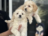 Show kalite mini boy maltipoo yavrularımız