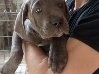 Cane corso dişi YAVRULARIMIZ mevcut