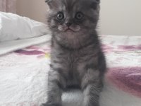 Gri Scottish Fold
