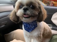 SAFKAN SHIH-TZU (ŞİTSU) KÖPEKLER