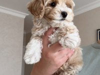 ORIGINAL KORE TEACUP MALTİPOO YAVRUMUZ